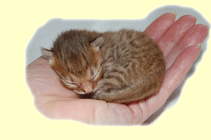 Meulicats newborn